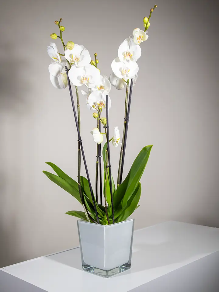 Pianta di Phalenopsis bianca in vaso bianco